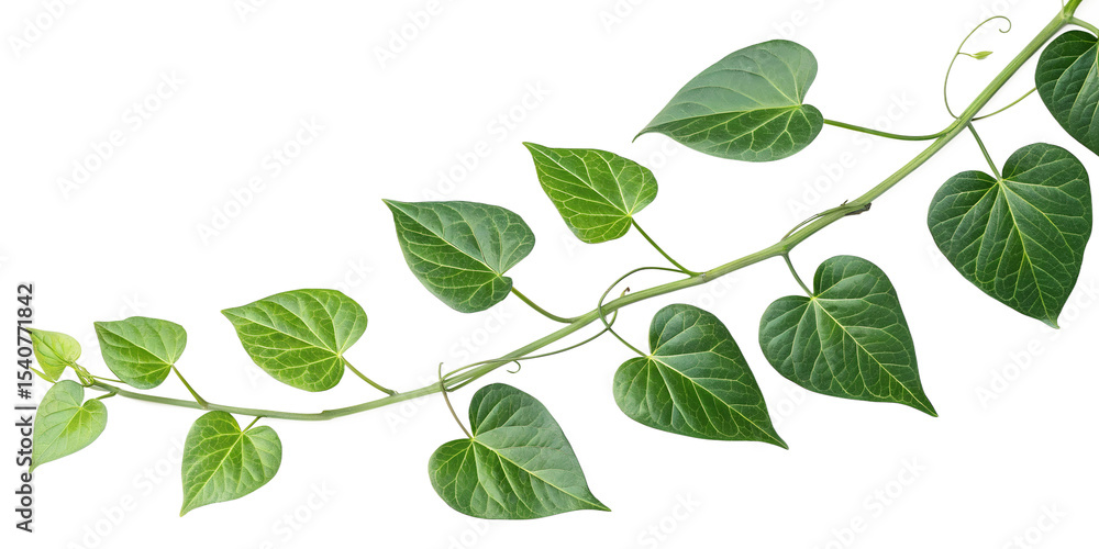 Fototapeta premium Green Heart-Shaped Vine