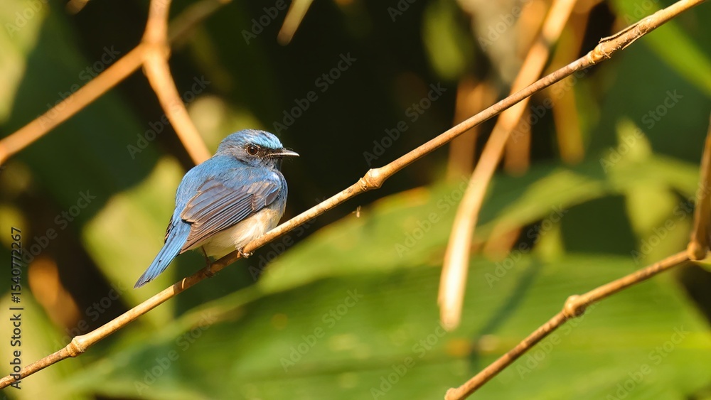 Blue-throated blue flycatcher (Cyornis rubeculoides), bird of Bhuran Blue-throated blue flycatcher (Cyornis rubeculoides), bird of Bhuran