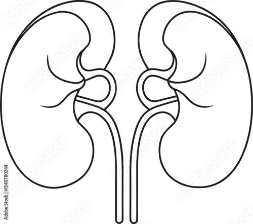 Human kidney anatomy outline drawing medical illustration