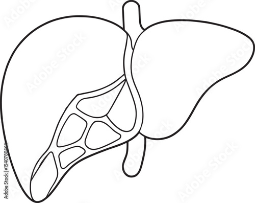 Human liver anatomy outline drawing medical illustration