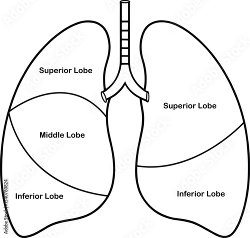 Human lungs anatomy diagram superior middle inferior lobes