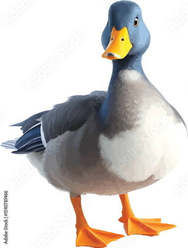 swedish blue duck