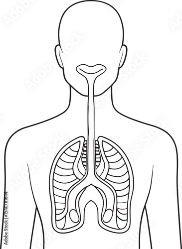 Human respiratory system diagram lungs bronchi trachea anatomy illustration