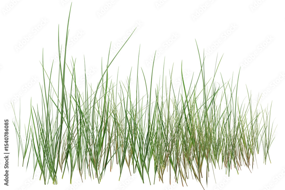 Fototapeta premium green grass isolated on white background