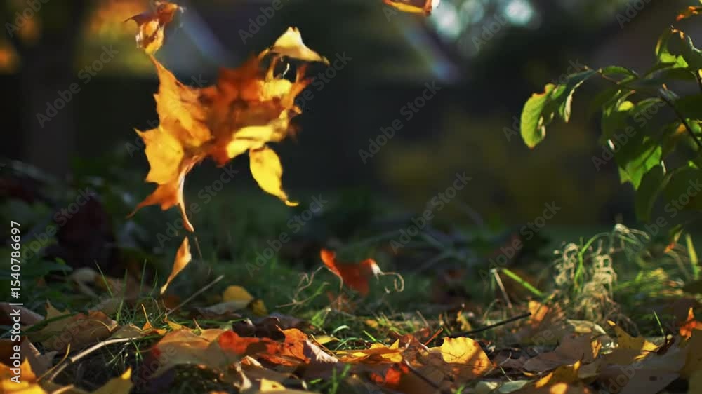 Autumn's Embrace Captures Falling Leaves In A Forest Scene Autumn's Embrace Captures Falling Leaves In A Forest Scene