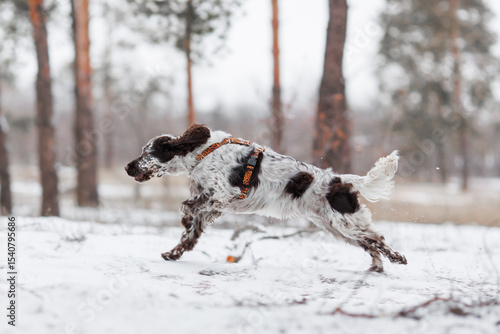 English Springer Spaniel dog in the park. The dog stands beautifully	
