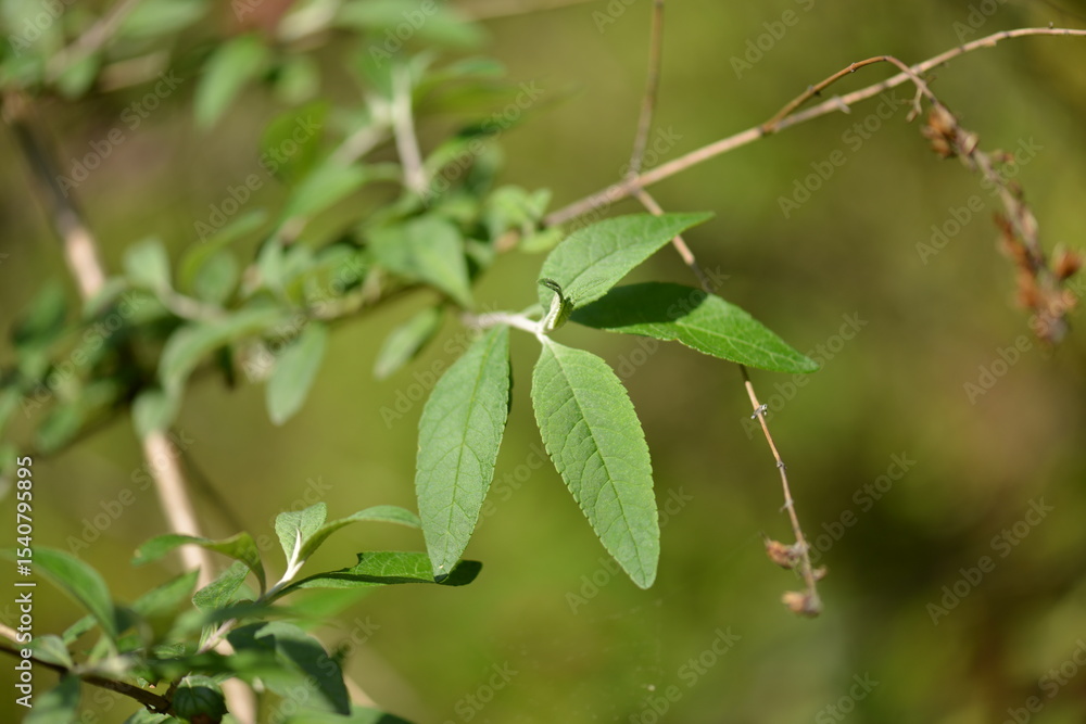 Vitex trifolia var. simplicifolia - Korean Simpleleaf Chaste Tree with Flowers and Seeds
Vitex trifolia var. simplicifolia - Korean Simpleleaf Chaste Tree with Flowers and Seeds