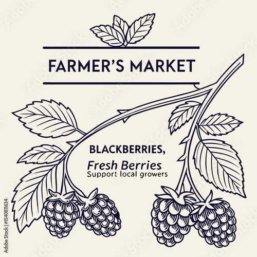 Farmers Market Blackberries Fresh Berries Support Local Growers