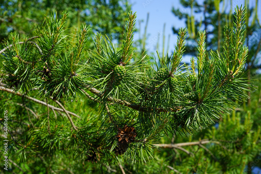 Fototapeta premium Close-up view of a pine tree branch with cones and needles, bathed in sunlight.