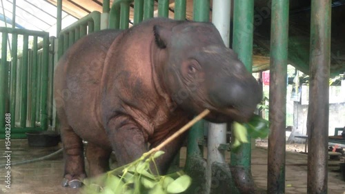 Male Sumatran Rhinoceros Endangered Animal