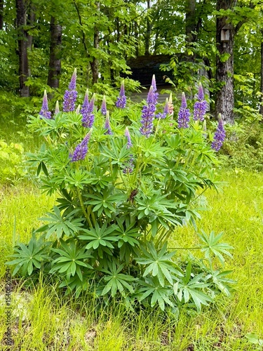 Large-leaved lupine - Lupinus polyphyllus 