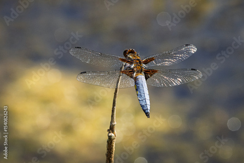 Ein männlicher Plattbauch (Libellula depressa) sitzt auf einem Halm