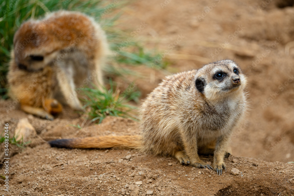 Fototapeta premium Meerkats (Suricata suricatta)