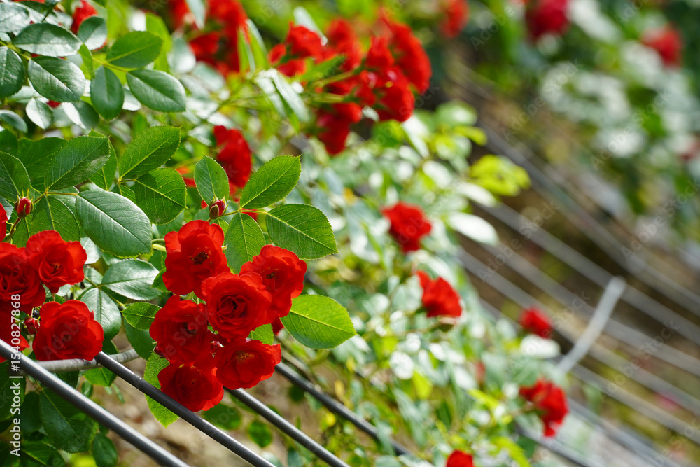 Obraz premium Red rose picture. My rose. Your rose