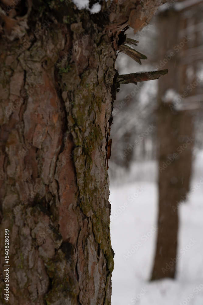Fototapeta premium Pine tree close up. Winter background with snowy pines.