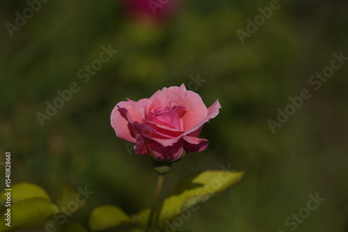 Wallpaper Mural pink valentine rose at different scales Torontodigital.ca