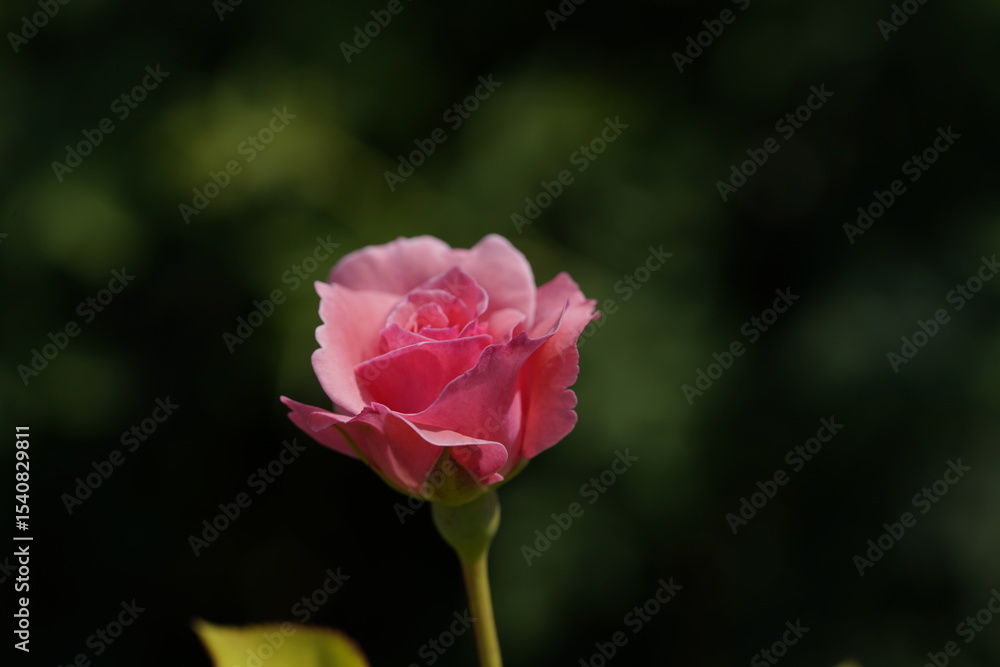pink valentine rose at different scales pink valentine rose at different scales