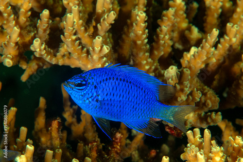 Springer's damsel Chrysiptera springeri, Raja Ampat Indonesia