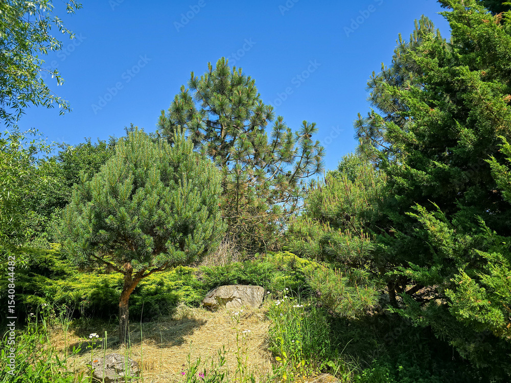 Fototapeta premium Botanical Oasis A Symphony of Blooming Nature