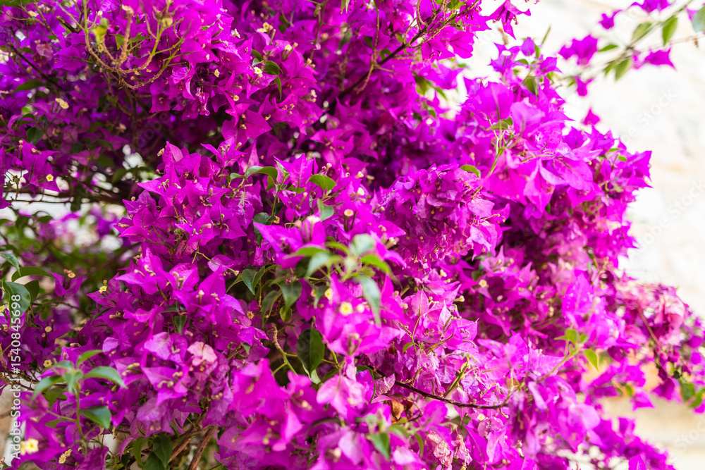 Blooming bougainvillea close-up. Summer travel, Mediterranean flora, and architectural serenity in historic towns. Blooming bougainvillea close-up. Summer travel, Mediterranean flora, and architectural serenity in historic towns.