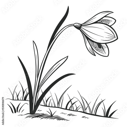 Elegant snowdrop flower with grass in black and white sketch illustration style