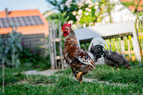 Ein schwedischer Blumenhuhn Hahn steht im Garten