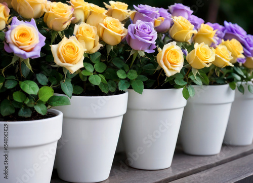 Yellow roses in pots. Multicolored roses in pots outside. Beautiful roses in the garden. gardening hobby. Blooming yellow roses.