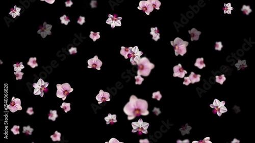 Elegant and Beautiful Pink and White Orchid Flowers Falling and Floating Against a Deep Black Background - Stunning Floral Motion Graphics, Pink and white orchid flowers scattered and floating 