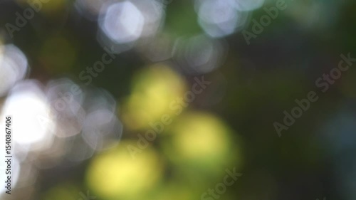 Forest Bokeh: Vintage Lens With Beautiful Image, Shot Handheld