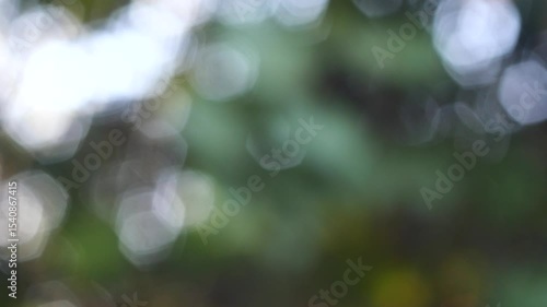 Forest Bokeh: Vintage Lens With Beautiful Image, Shot Handheld