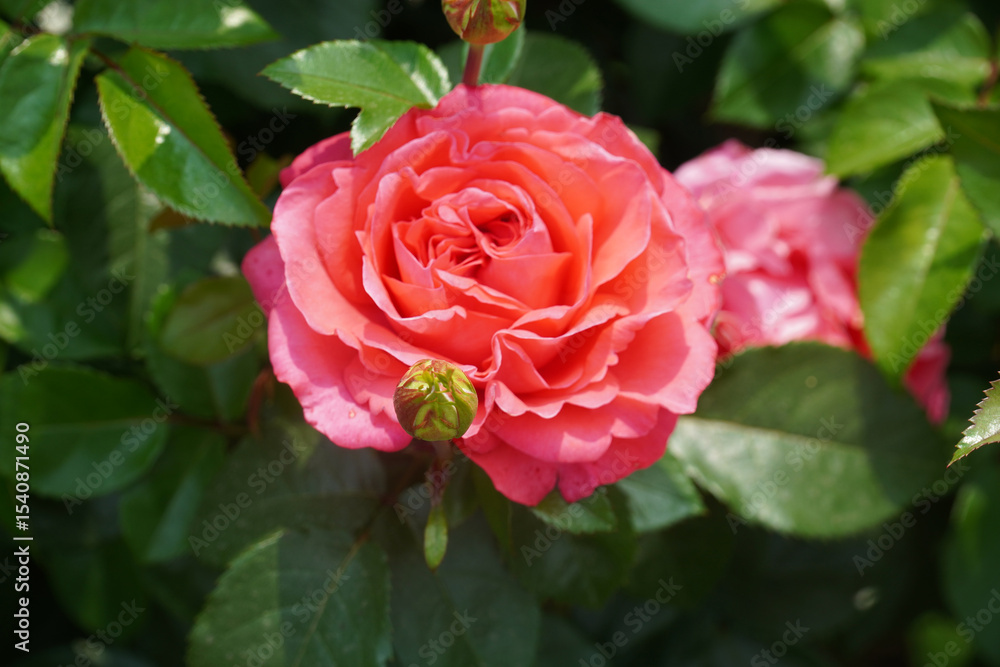 a luxurious rose a luxurious rose