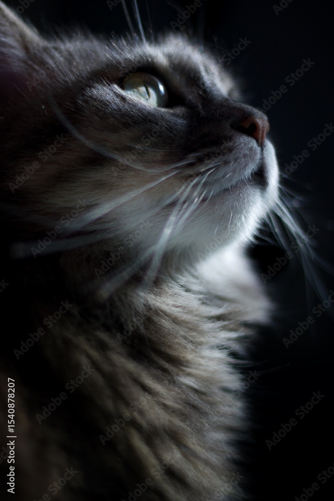 Fototapeta premium Gray and White Cat portrait 