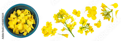 Rapeseed flowers in ceramic bowl isolated on white background, Top view. Flat lay