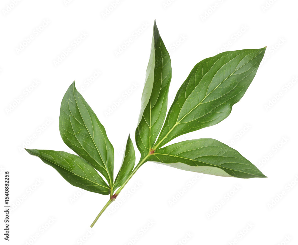 Green leaves of peony plant isolated on white Green leaves of peony plant isolated on white