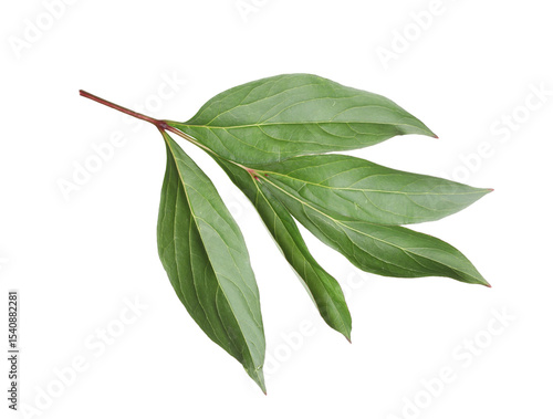Fototapeta Naklejka Na Ścianę i Meble -  Green leaves of peony flower isolated on white