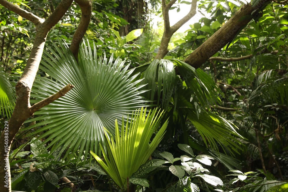 Obraz premium Beautiful palm trees with green leaves and other plants growing outdoors