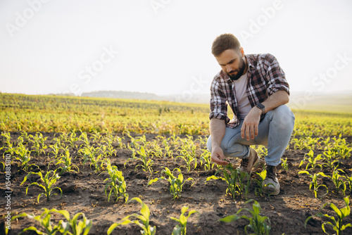Fotografija Agronomist inspecting young corn plants growing in cultivated field