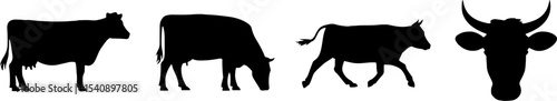 Cow Silhouettes Standing Grazing Walking and Head Front View