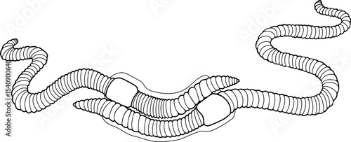 Coloring page with diagram of mating process of earthworms. Scheme of earthworm copulation for biology lesson