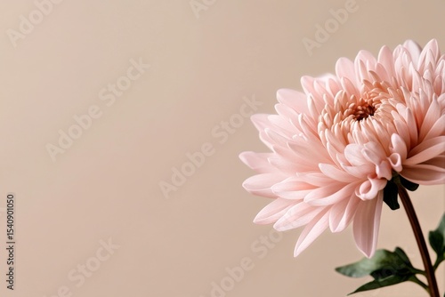 Pink Chrysanthemum in Soft Light Against Plain Beige Background Evokes Tranqu...