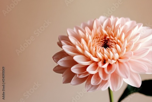 Delicate Peach Flower With Intricate Petals Against a Soft Background in a Se...