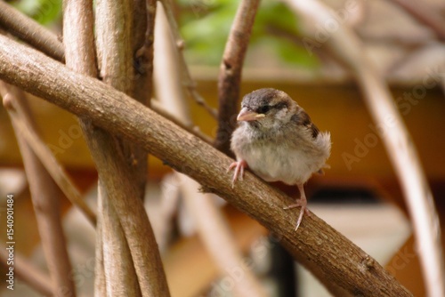 young sparrow sitting on a branch