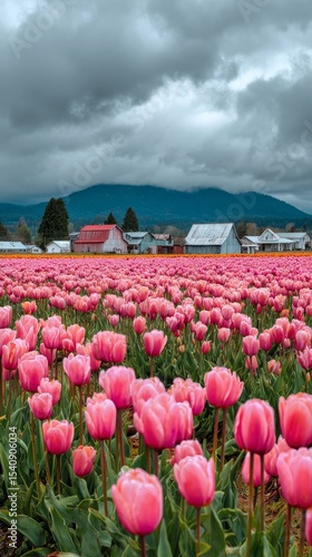 Vibrant Pink Tulip Field With Historic Buildings Under a Cloudy Sky in Spring