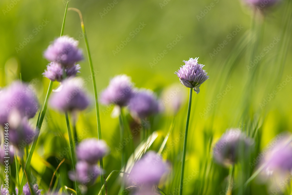 Fototapeta premium Allium flowers stand gracefully on green stems