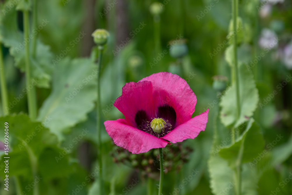 Fototapeta premium Pink Poppy Flower with Green Foliage