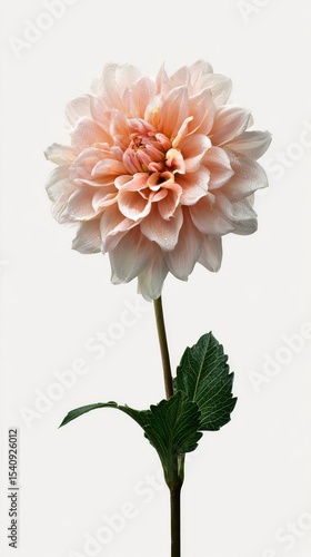 Beautiful Blooming Dahlia Flower With Soft Pink Petals and Green Leaves Captu...