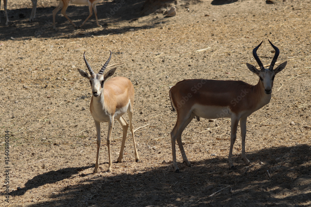 Obraz premium gazelle standing