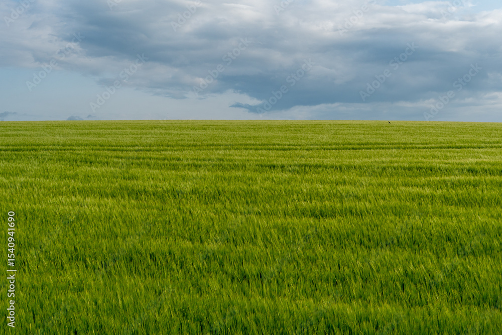 Obraz premium A lush green field stretches as far as the eye can see beneath an expansive sky filled with clouds, showcasing the tranquility of rural life during the day