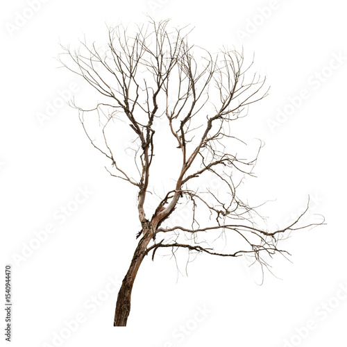 A dry, leafless tree with twisted branches stands isolated against a transparent background, showcasing its intricate, bare structure.