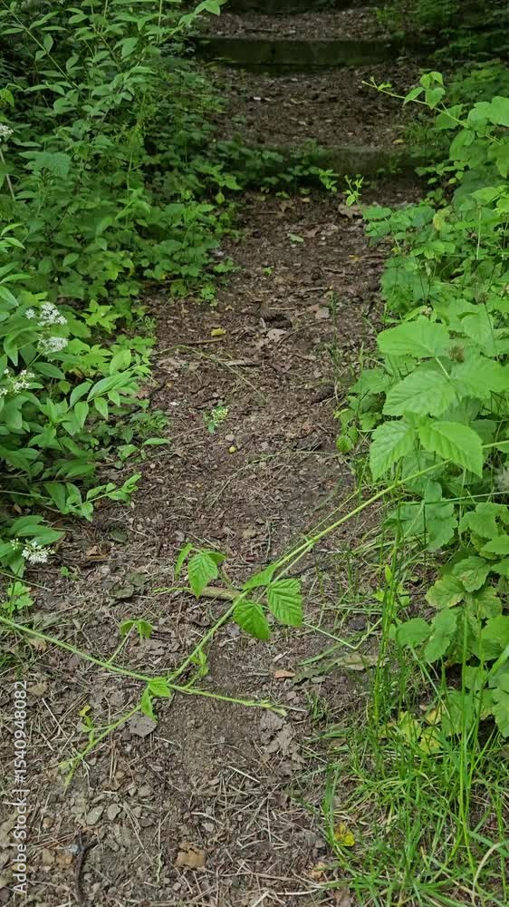 Nature exploration reveals a hidden path in the forest during a sunny afternoon in late spring Nature exploration reveals a hidden path in the forest during a sunny afternoon in late spring